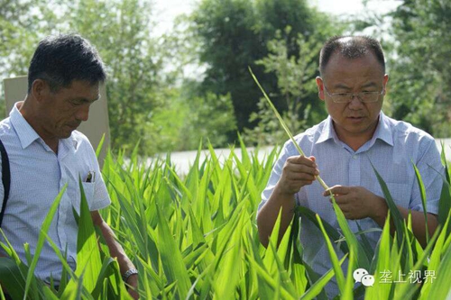 敦煌種業(yè)種子營銷分公司—通過組織黑龍江農戶開展體驗之旅活動進一步提升公司的社會形象