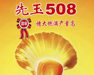 先玉508