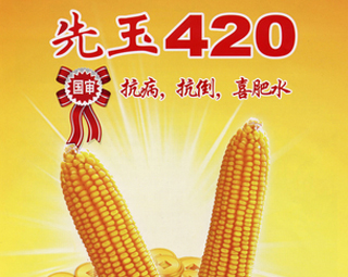 先玉420